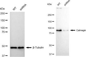 Western blotting analysis using Calmegin antibody (ABIN7797842). (Recombinant Calmegin 抗体)