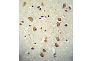 CNTN2 Antibody (Center) (ABIN652028 and ABIN2840505) immunohistochemistry analysis in formalin fixed and paraffin embedded human brain tissue followed by peroxidase conjugation of the secondary antibody and DAB staining. (CNTN2 抗体  (AA 293-321))