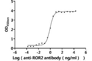 Measured by its binding ability in a functional ELISA.