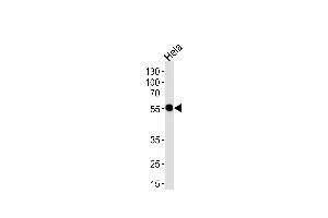 Western blot analysis of lysate from Hela cell line, using DDX6 Antibody (C-term) (ABIN1537356 and ABIN2848648). (DDX6 抗体  (C-Term))