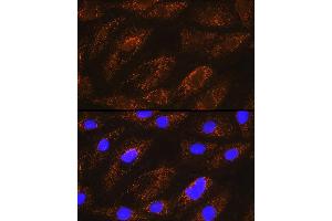 Immunofluorescence (IF) image for anti-NADH Dehydrogenase (Ubiquinone) 1 alpha Subcomplex, 8, 19kDa (NDUFA8) (AA 33-172) antibody (ABIN6144467)