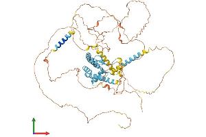 AlphaFold protein structure predicition of Mouse Recombinant Akap8 Protein, UniprotID Q9DBR0