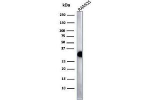 Western Blot Analysis of Ramos cell lysate using HLA-Pan Recombinant Rabbit Monoclonal Antibody (HLA-Pan/2967R). (Recombinant MHC Class II HLA-DP/DQ/DR 抗体)