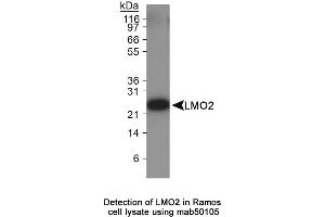 Image no. 2 for anti-LIM Domain Only 2 (Rhombotin-Like 1) (LMO2) antibody (ABIN363259) (LMO2 抗体)