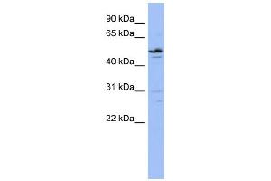 WB Suggested Anti-ZNF419 Antibody Titration:  0. (ZNF419 抗体  (N-Term))