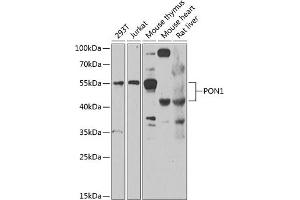 Western blot analysis of extracts of various cell lines, using PON1 antibody  at 1:1000 dilution. (PON1 抗体  (AA 20-150))