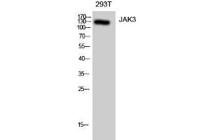Western Blot analysis of 293T cells using JAK3 Polyclonal Antibody at dilution of 1:1000. (JAK3 抗体)