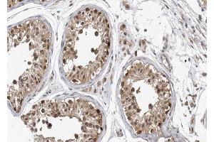 ABIN6267557 at 1/100 staining human testis tissue sections by IHC-P. (Caspase 9 抗体  (pThr125))