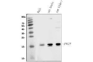 Western blot analysis of FHIT using anti-FHIT antibody (ABIN3042392). (FHIT 抗体  (AA 1-147))