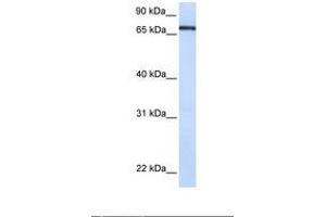 Image no. 1 for anti-Transcription Factor 7-Like 1 (T-Cell Specific, HMG-Box) (TCF7L1) (AA 72-121) antibody (ABIN6739058)