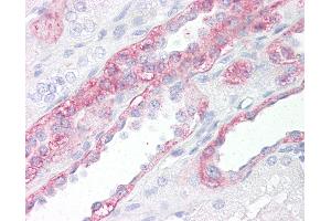 Anti-FABP7 / BLBP antibody IHC of human kidney. (FABP7 抗体  (AA 80-130))