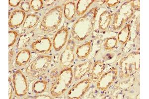 Immunohistochemistry of paraffin-embedded human kidney tissue using ABIN7146057 at dilution of 1:100 (CLEC18A 抗体  (AA 27-446))