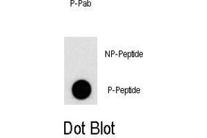 Dot blot analysis of Phospho-PI3KC3- Antibody (ABIN389757 and ABIN2839683) on nitrocellulose membrane. (PIK3C3 抗体  (pSer676))