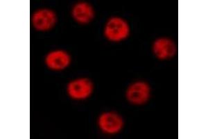 ABIN6277272 staining  NIH-3T3 cells by IF/ICC.