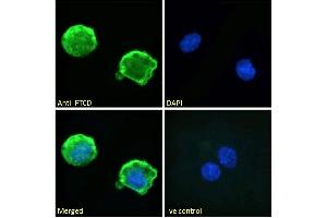 Immunofluorescence (IF) image for anti-Formiminotransferase Cyclodeaminase (FTCD) (Internal Region) antibody (ABIN185268)