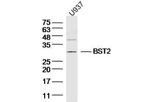 Human U937 cells probed with BST2/CD317 Polyclonal Antibody, unconjugated  at 1:300 overnight at 4°C followed by a conjugated secondary antibody at 1:10000 for 90 minutes at 37°C. (BST2 抗体  (AA 1-20))
