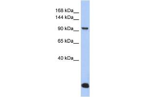 WB Suggested Anti-MVP Antibody Titration: 0. (MVP 抗体  (N-Term))