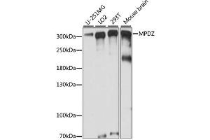 Western blot analysis of extracts of various cell lines, using MPDZ antibody. (MPDZ 抗体)