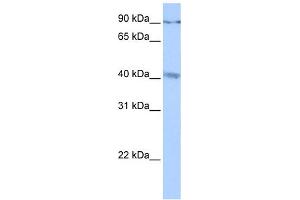 WB Suggested Anti-C19orf15 Antibody Titration:  0.