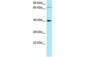 PIP5KL1 抗体  (AA 254-303)