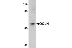 Western Blotting (WB) image for anti-Occludin (OCLN) (C-Term) antibody (ABIN1030558) (Occludin 抗体  (C-Term))