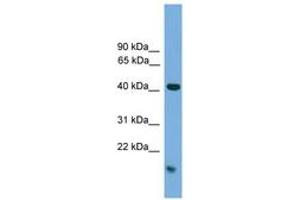 Image no. 1 for anti-Mitogen-Activated Protein Kinase 1 (MAPK1) (C-Term) antibody (ABIN6745514) (ERK2 抗体  (C-Term))