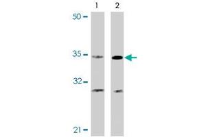 Western blot analysis of CASP4 in Ramos cells with CASP4 polyclonal antibody at (A) 0. (Caspase 4 抗体  (N-Term))