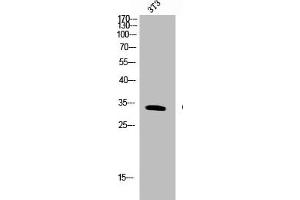 Western Blot analysis of NIH-3T3 cells using Cleaved-PAR-4 (G48) Polyclonal Antibody (F2RL3 抗体  (Cleaved-Gly48))