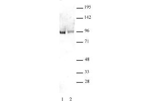 Sp1 non-phospho antibody tested by Western blot. (SP1 抗体  (non-phosphorylated, Ser101))