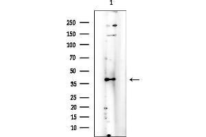 Western blot analysis of lysates from 3T3-L1 cells(heat-shock treatment), using CD79A Mouse Monoclonal Antibody at 1/1000 dilution.