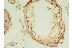 Immunohistochemistry of paraffin-embedded human testis tissue using ABIN7159988 at dilution of 1:100 (MAPK13 抗体  (AA 1-365))