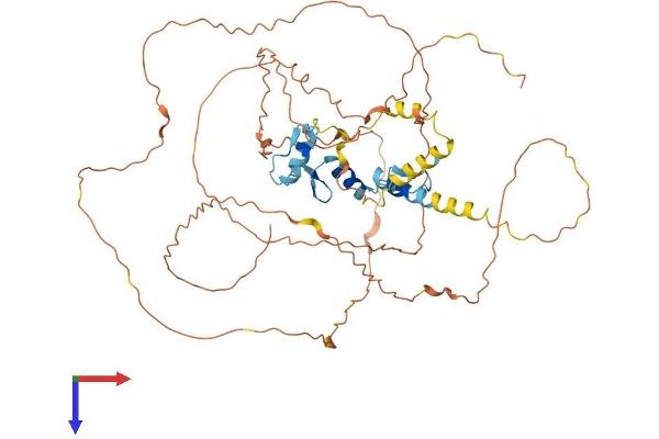 EGR1 Protein (AA 1-543) (His tag)