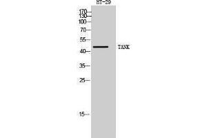 Western Blotting (WB) image for anti-TRAF Family Member-Associated NFKB Activator (TANK) (Internal Region) antibody (ABIN3180354) (TANK 抗体  (Internal Region))