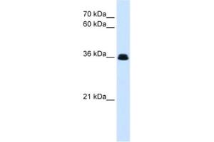 Western Blotting (WB) image for anti-Complement Factor D (CFD) antibody (ABIN2463105) (Adipsin 抗体)