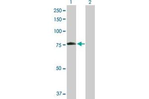 Western Blot analysis of LMNA expression in transfected 293T cell line by LMNA MaxPab polyclonal antibody. (Lamin A/C 抗体  (AA 1-664))