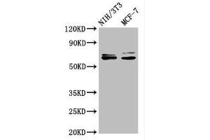 Western Blot Positive WB detected in: NIH/3T3 whole cell lysate, MCF-7 whole cell lysate All lanes: SRC antibody at 1. (Recombinant Src 抗体)