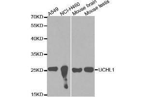Western blot analysis of extracts of various cell lines, using UCHL1 antibody. (UCHL1 抗体  (AA 59-223))