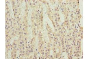 Immunohistochemistry of paraffin-embedded human adrenal gland tissue using ABIN7174836 at dilution of 1:100 (C3orf18 抗体  (AA 83-162))