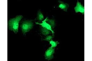 Anti-HSPBP1 mouse monoclonal antibody (ABIN2454871) immunofluorescent staining of COS7 cells transiently transfected by pCMV6-ENTRY HSPBP1 (RC201814). (HSPBP1 抗体)