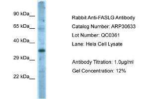 WB Suggested Anti-FASLG Antibody   Titration: 1. (FASL 抗体  (Middle Region))