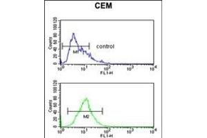 KRT10 Antibody (Center) (ABIN390659 and ABIN2840954) flow cytometric analysis of CEM cells (bottom histogram) compared to a negative control cell (top histogram). (Keratin 10 抗体  (AA 318-346))