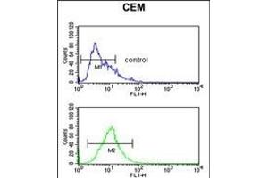 KRT10 Antibody (Center) (ABIN390659 and ABIN2840954) flow cytometric analysis of CEM cells (bottom histogram) compared to a negative control cell (top histogram).