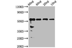 Western Blot Positive WB detected in Recombinant protein All lanes: rhoaa antibody at 2. (rho-Related GTP-Binding Protein RhoA-A (RHOAA) (AA 1-190) 抗体)