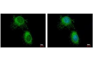 ICC/IF Image HADH antibody detects HADH protein at Mitochondria by immunofluorescent analysis.