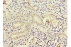 Immunohistochemistry of paraffin-embedded human pancreatic tissue using ABIN7148943 at dilution of 1:100 (CCNJL 抗体  (AA 315-435))