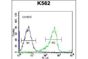 PCDHB14 Antibody (N-term) (ABIN656255 and ABIN2845571) flow cytometric analysis of K562 cells (right histogram) compared to a negative control cell (left histogram). (PCDHB14 抗体  (N-Term))