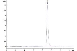 The purity of Human ANTXR2 is greater than 95 % as determined by SEC-HPLC. (ANTXR2 Protein (AA 34-318) (His tag))