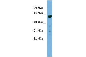 WB Suggested Anti-PTDSS2  Antibody Titration: 0. (PTDSS2 抗体  (N-Term))