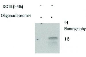 DOT1L Protein (AA 1-416) (GST tag)