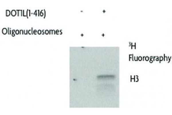 DOT1L Protein (AA 1-416) (GST tag)